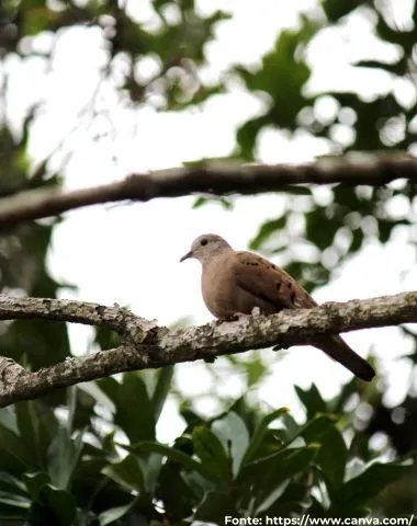 Rolinha-roxa ou Rolinha-caldo-de-feijão| Ruddy Ground-Dove