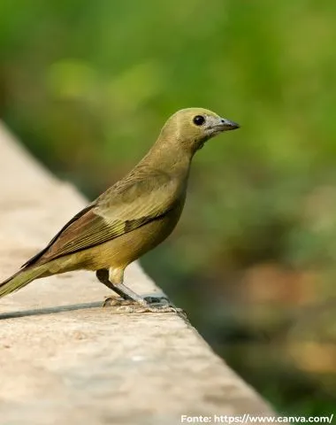 Sanhaço-do-coqueiro | Palm Tanager