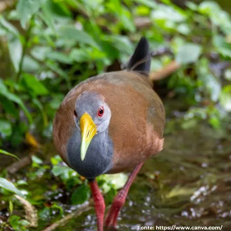 Saracura-três-potes | Gray-necked Wood-Rail
