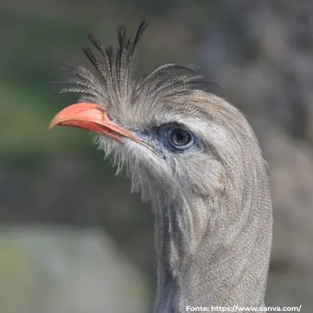 Seriema | Red-legged Seriema