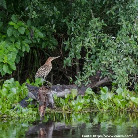 Socó-boi | Rufescent Tiger-Heron