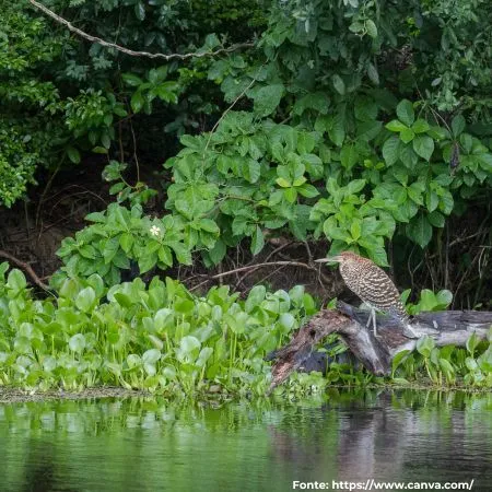 Socó-boi | Rufescent Tiger-Heron