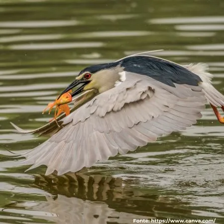 Socó-dorminhoco | Black-crowned Night-Heron