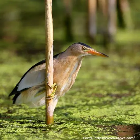 Socoí-vermeho | Least Bittern