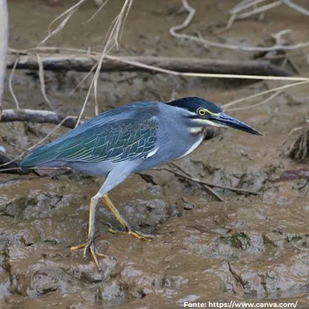 Socozinho | Striated Heron