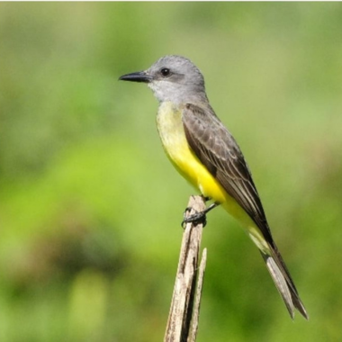 Suiriri | Tropical Kingbird