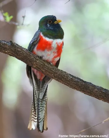 Surucuá-de-barriga-vermelha | Blue-crowned Trogon