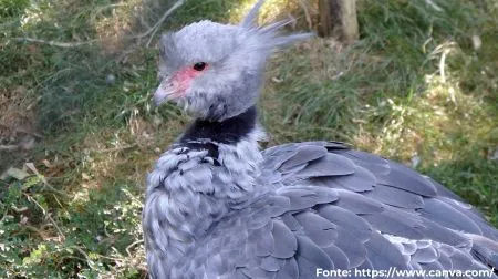 Tachã | Southern Screamer