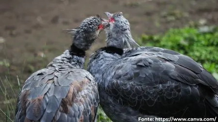 Tachã | Southern Screamer
