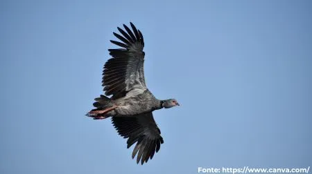 Tachã | Southern Screamer