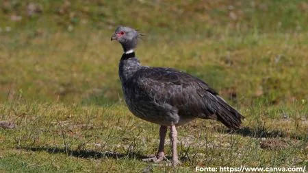 Tachã | Southern Screamer