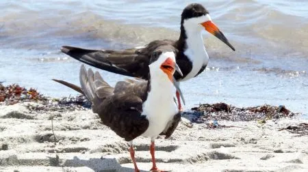 Talha-mar | Black Skimmer