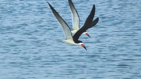 Talha-mar | Black Skimmer