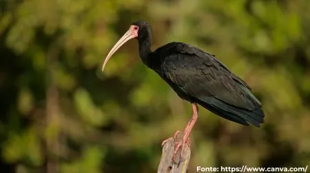 Tapicuru | Bare-faced Ibis