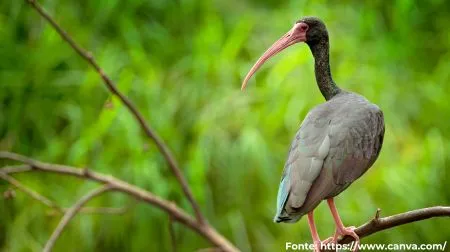 Tapicuru | Bare-faced Ibis