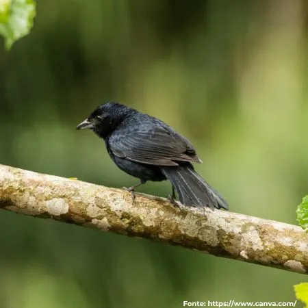 Tiziu | Blue-black Grassquit
