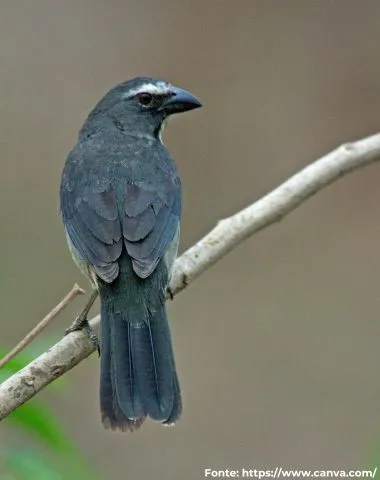 Sabiá-gongá ou Trinca-ferro-gongá