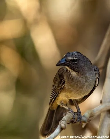 Sabiá-gongá ou Trinca-ferro-gongá | Grayish Saltator