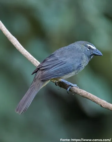 Sabiá-gongá ou Trinca-ferro-gongá | Grayish Saltator