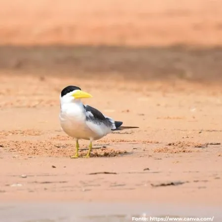 Trinta-réis-grande ou Alâ | Large-billed Tern
