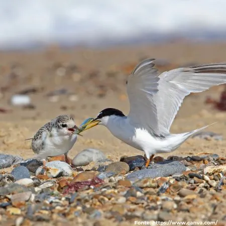 Trinta-réis-anão | Yellow-billed Tern