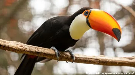 Tucanuçu