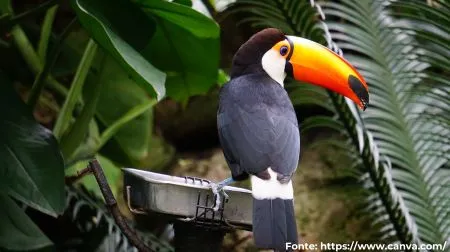 Tucanuçu | Toco Toucan