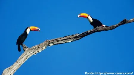 Tucanuçu | Toco Toucan