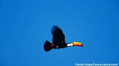 Tucanuçu | Toco Toucan
