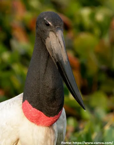 Tuiuiú