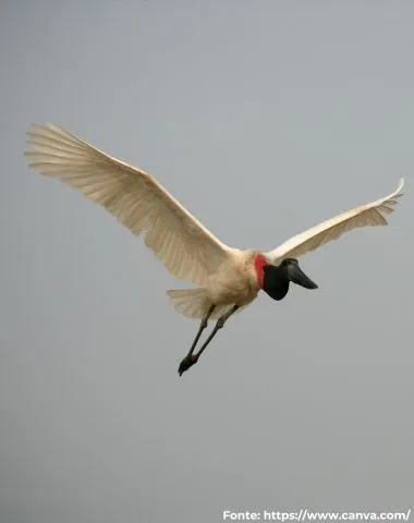 Tuiuiú | Jabiru