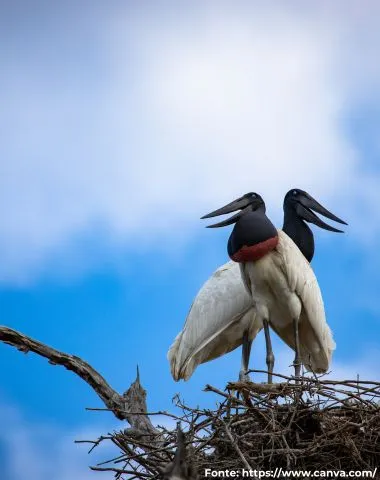 Tuiuiú | Jabiru