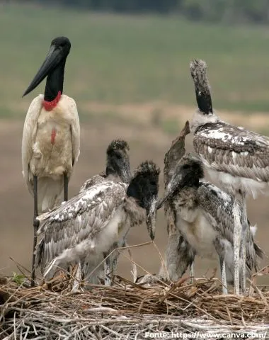 Tuiuiú | Jabiru