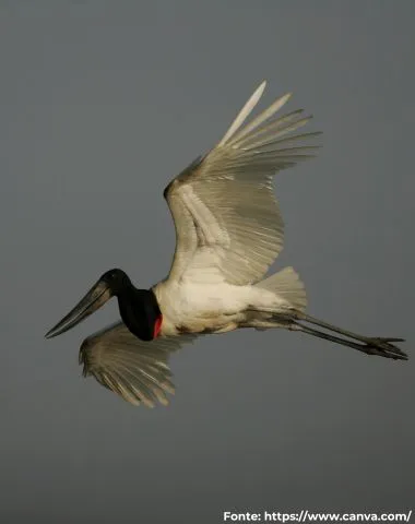 Tuiuiú | Jabiru