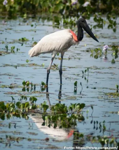 Tuiuiú | Jabiru