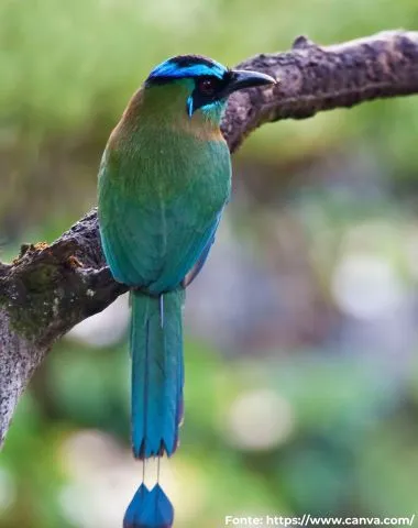 Udu-de-coroa-azul | Amazonian Motmot