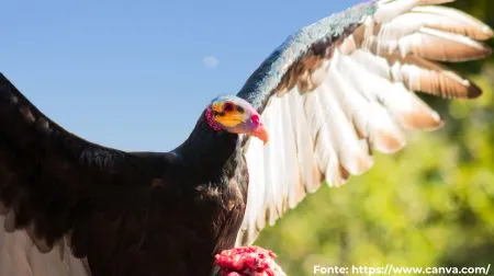 Urubu-de-cabeça-amarela | Lesser Yellow-headed Vulture