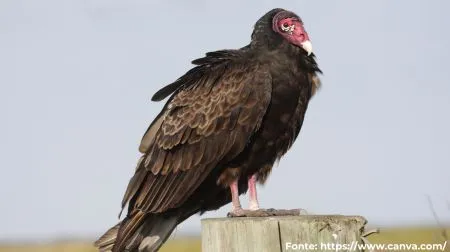Urubu-de-cabeça-vermelha