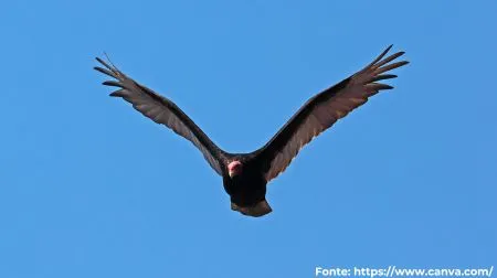 Urubu-de-cabeça-vermelha | Turkey Vulture