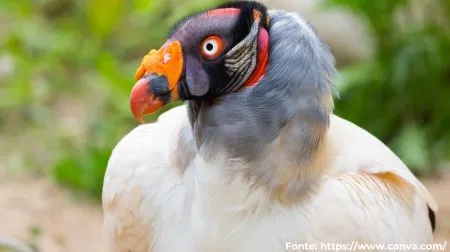 Urubu-rei | King Vulture