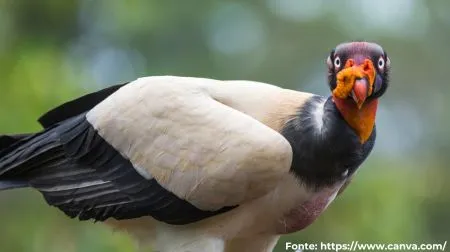 Urubu-rei | King Vulture
