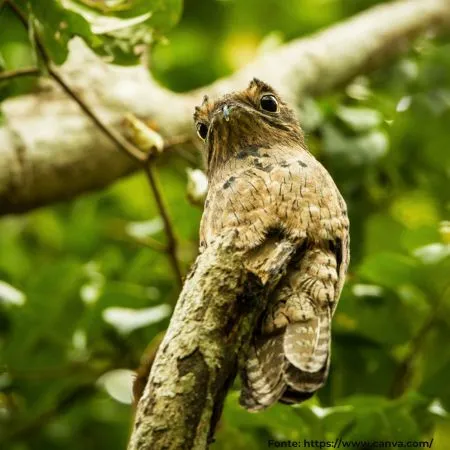Urutau | Common Potoo