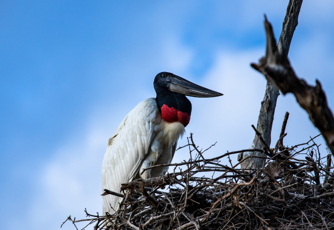 Aves